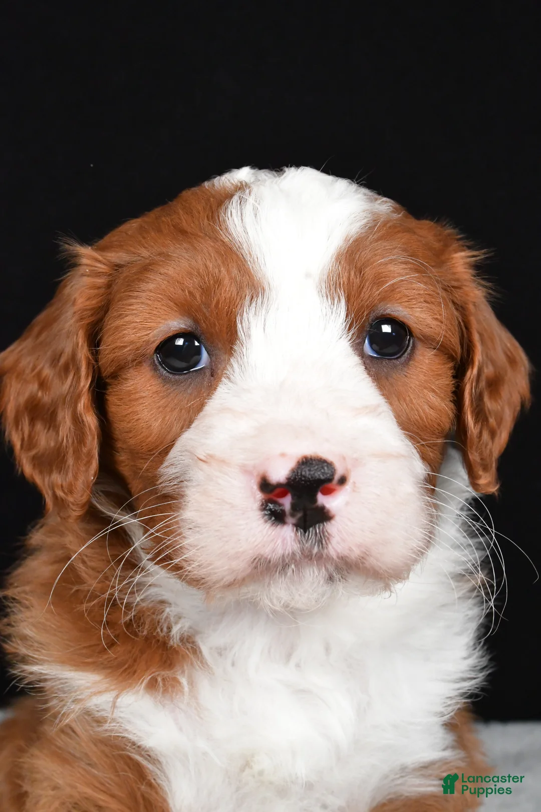 Mini Goldendoodle dogs for sale: Blaze - Ad 5