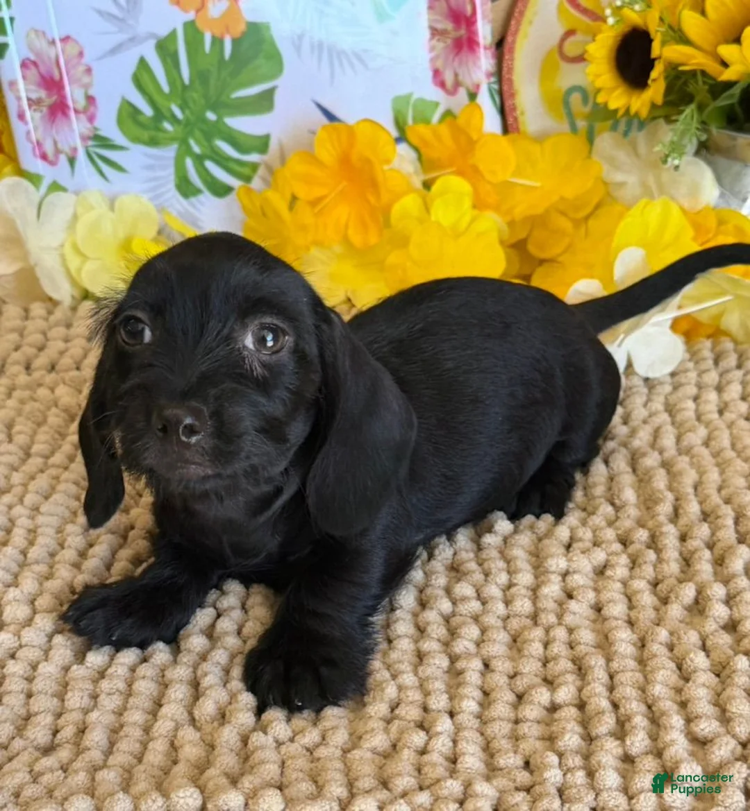 Miniature Dachshund dogs for sale: Blackie - Ad 1