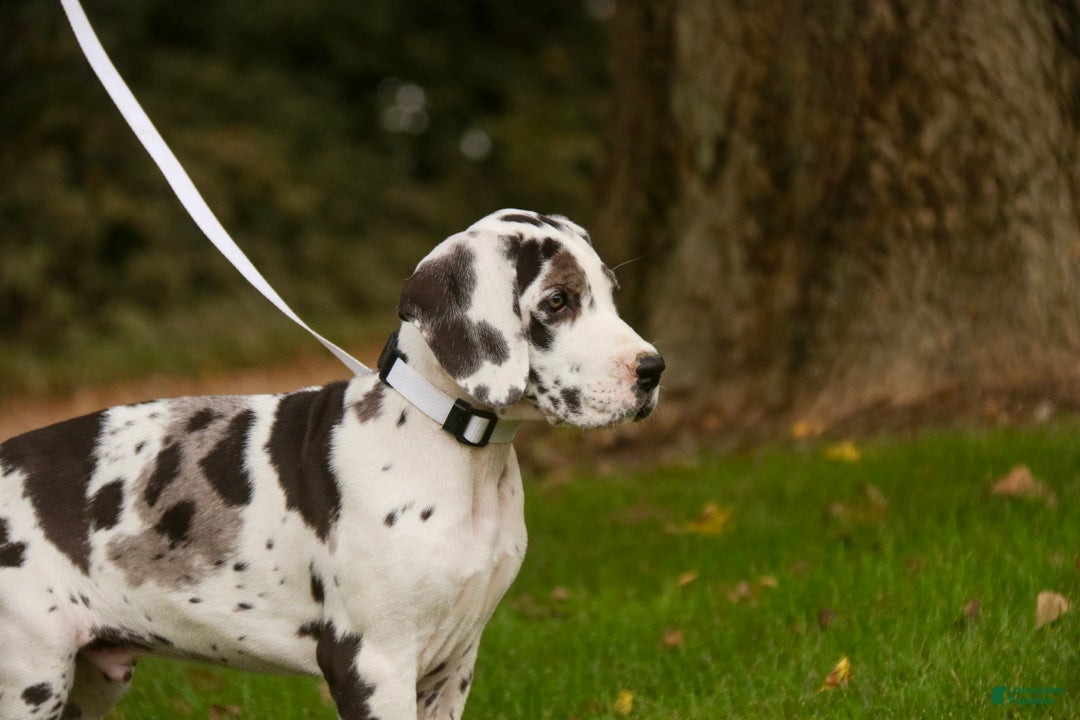 Great Dane dogs Blake Great Dane  - Ad 2