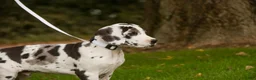 Great Dane dogs for sale: Blake Great Dane  - Ad 2