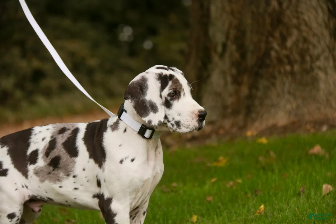 Great Dane dogs for sale: Blake Great Dane  - Ad 2