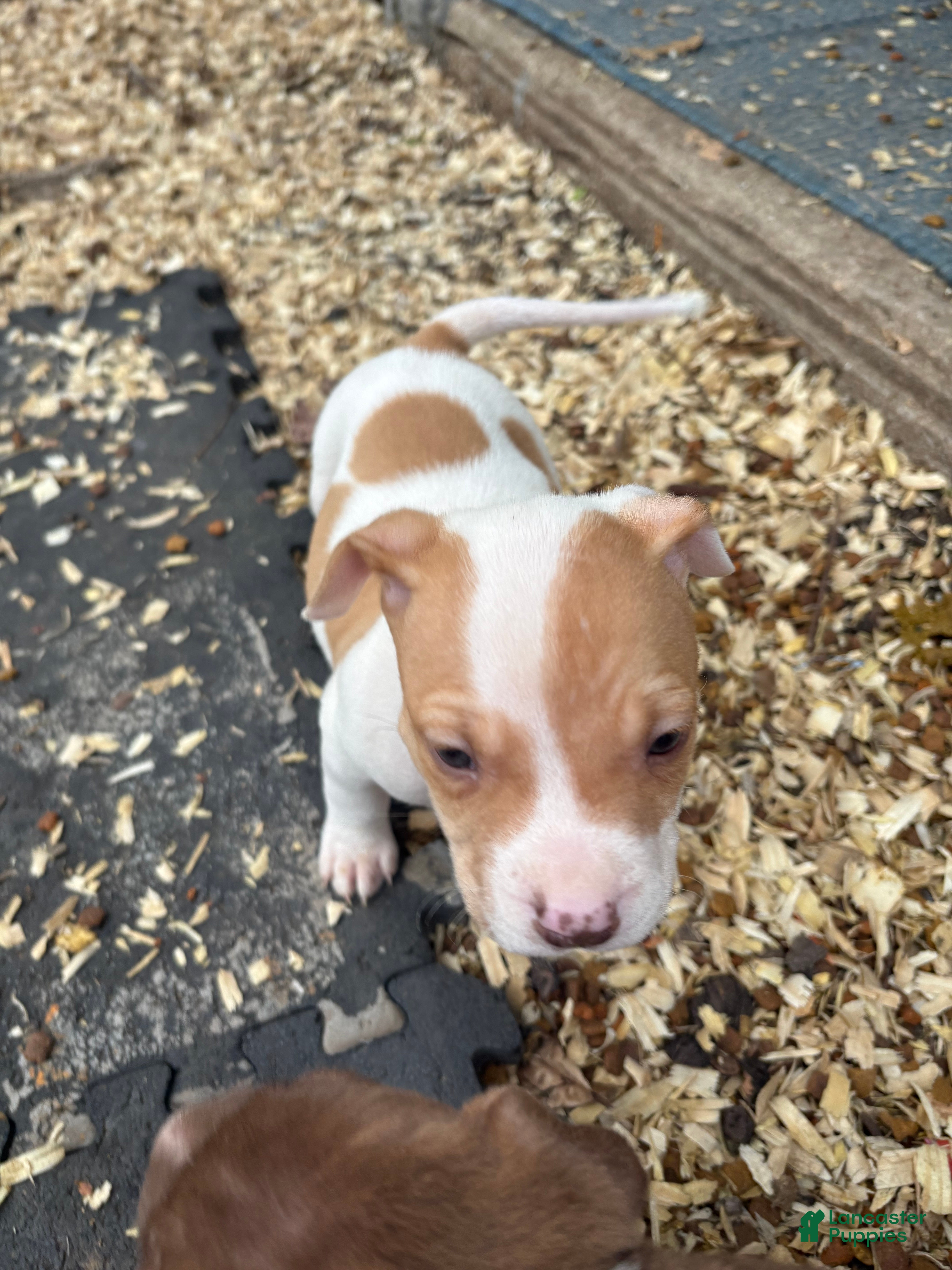 Mixed Breed dogs Mixed Breed Puppy 4 - Ad 26