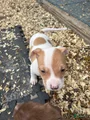 Mixed Breed Puppy 4
