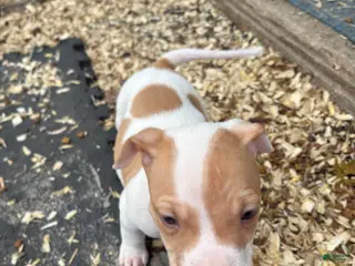 Mixed Breed dogs Mixed Breed Puppy 4 - Ad 26