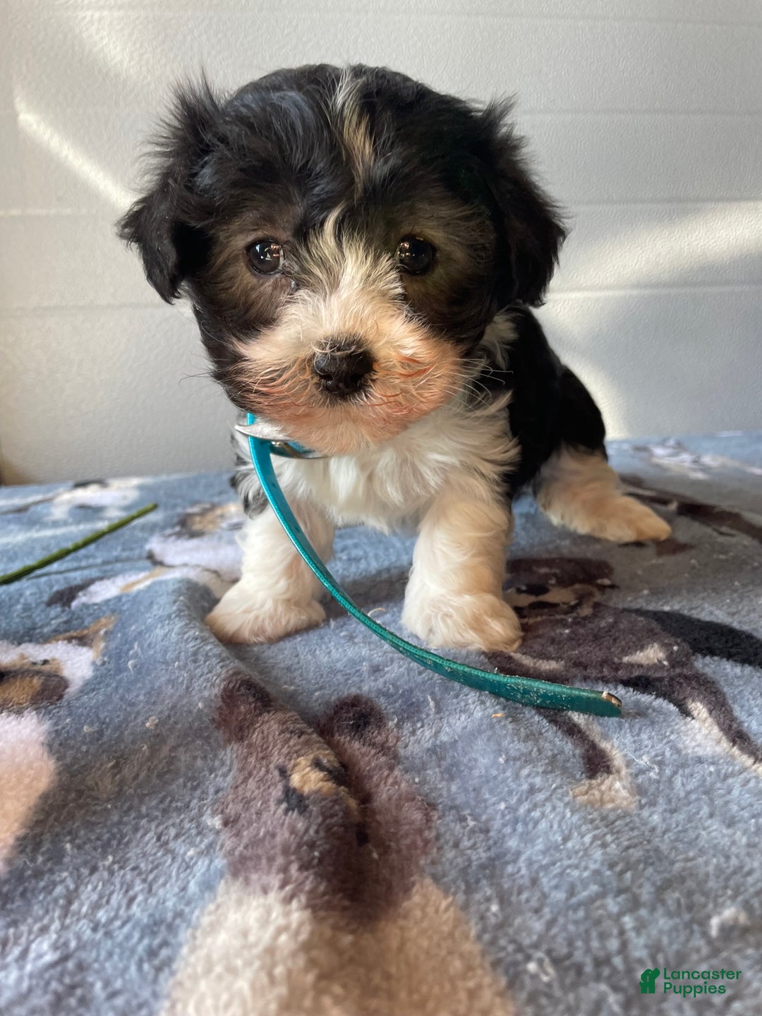 Havanese dogs for sale: Molly - Ad 3