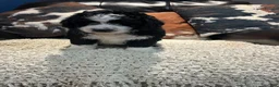 Mini Bernedoodle dogs for sale: Mini Bernedoodle 3 - Ad 2