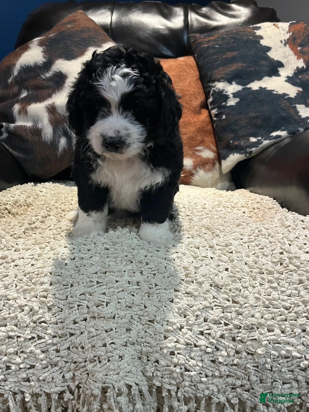 Mini Bernedoodle dogs for sale: Mini Bernedoodle 3 - Ad 2