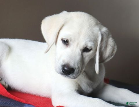 Labrador Retriever dogs Oakley - Champion lines - Ad 1