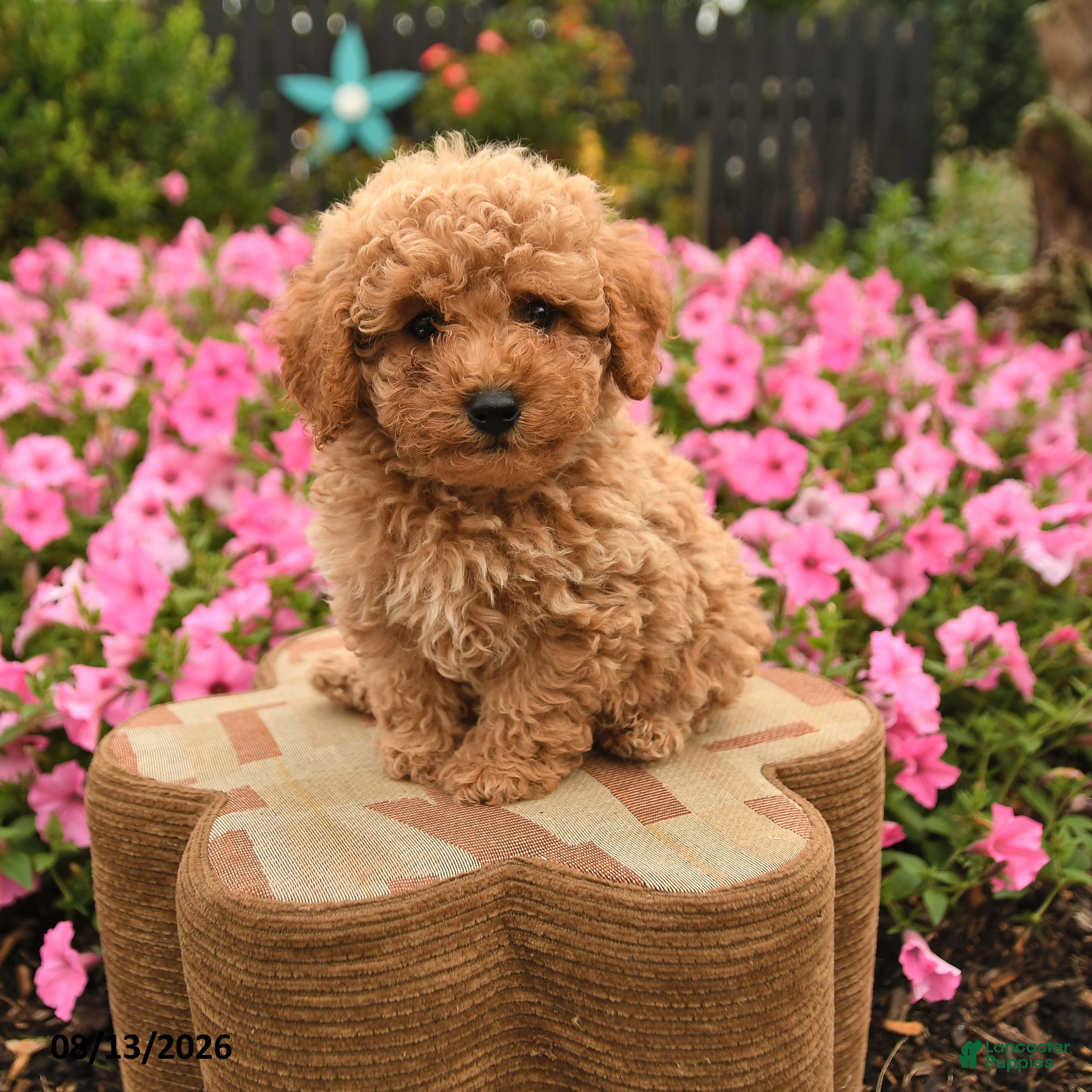 Miniature Poodle dogs Britney - Ad 1