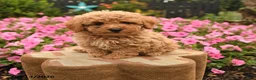 Miniature Poodle dogs for sale: Britney - Ad 1