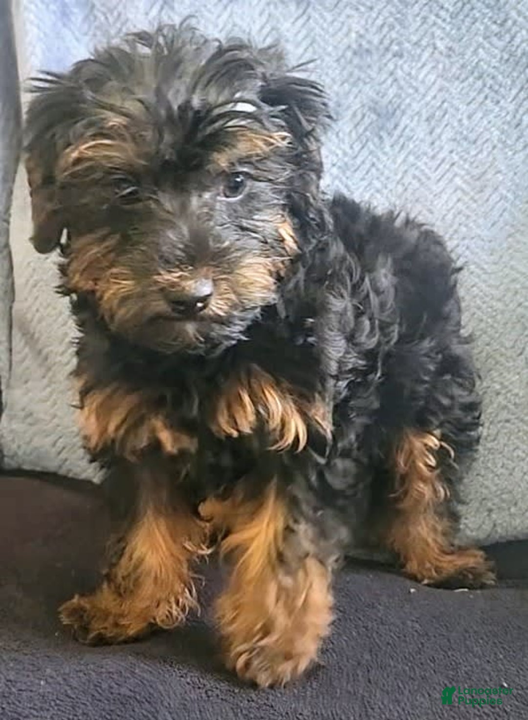 Yorkiepoo dogs for sale: Brownie - Ad 3