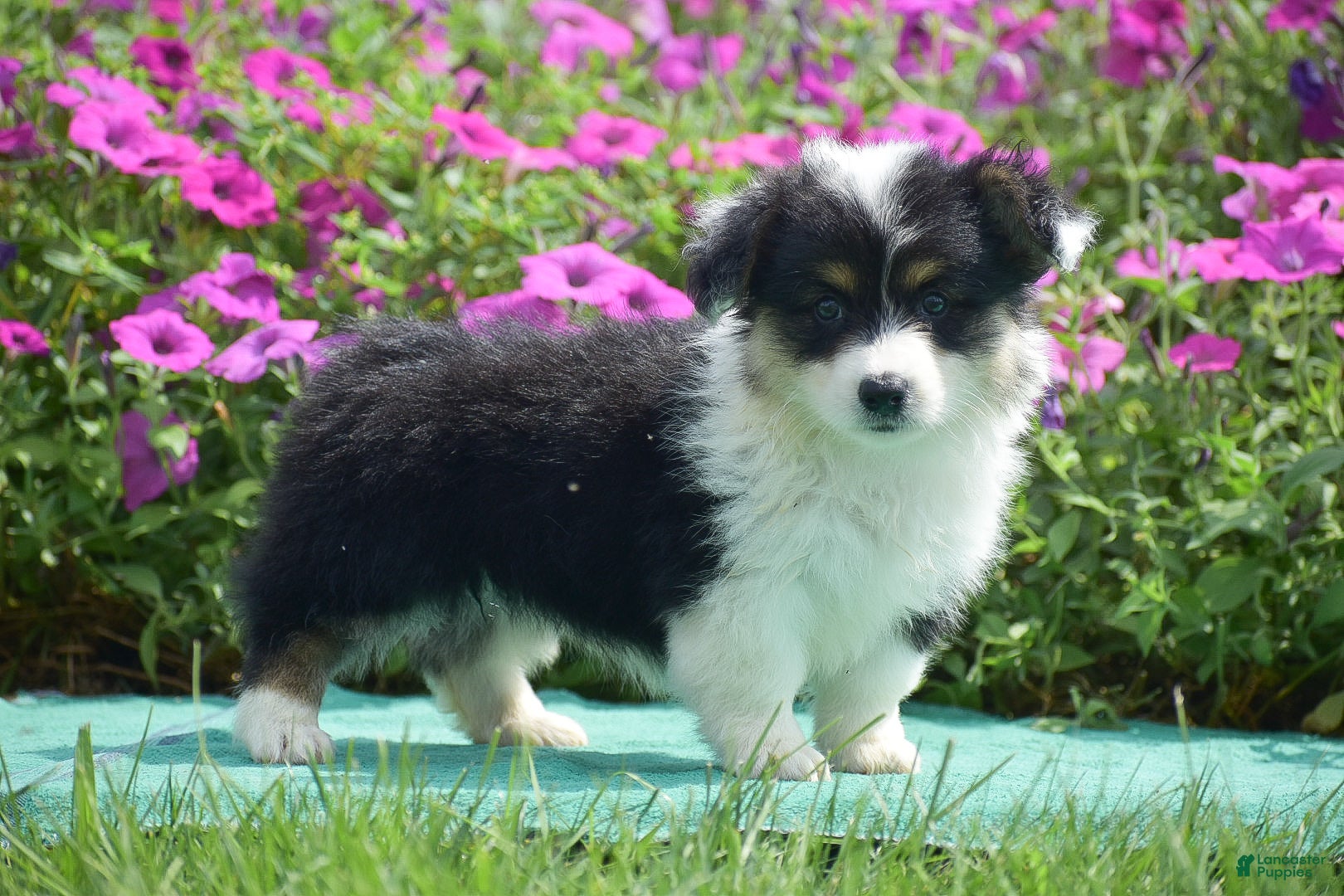 Welsh Corgi Pembroke dogs Jolene - Ad 1