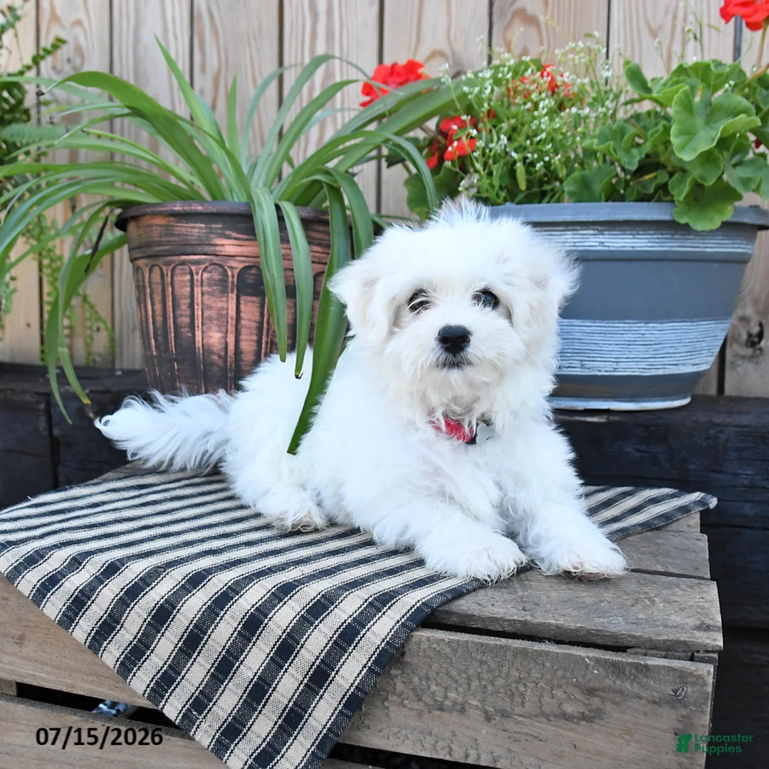 Mixed Breed dogs for sale: Ottis - Ad 2