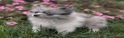 Pomeranian dogs for sale: Dazzle - Ad 6