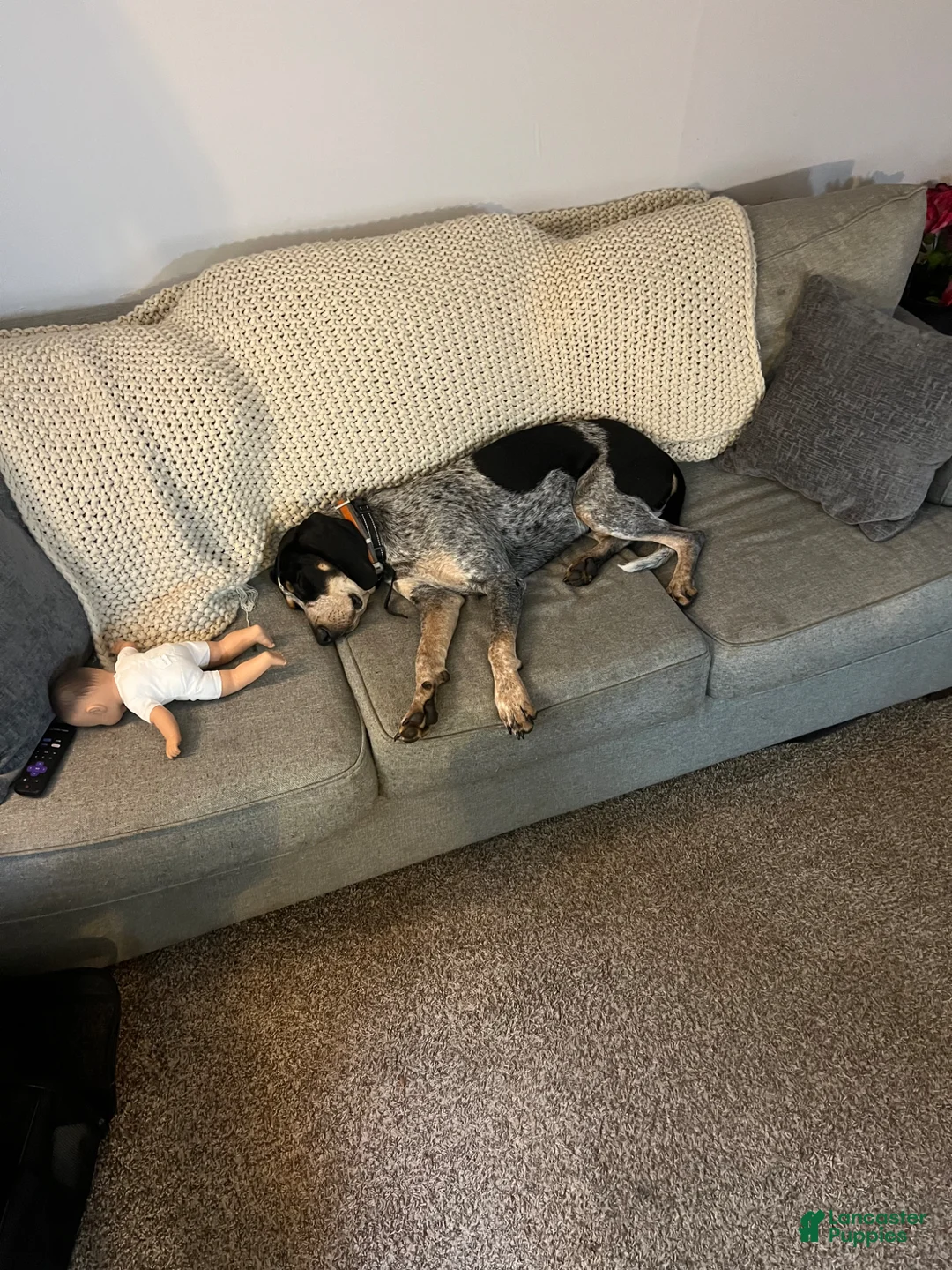 Coonhound dogs for sale: Eli blue tick coonhound  - Ad 4