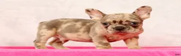 French Bulldog dogs for sale: Peter - Ad 6