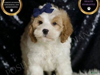 Cavapoo dogs - Ad 15