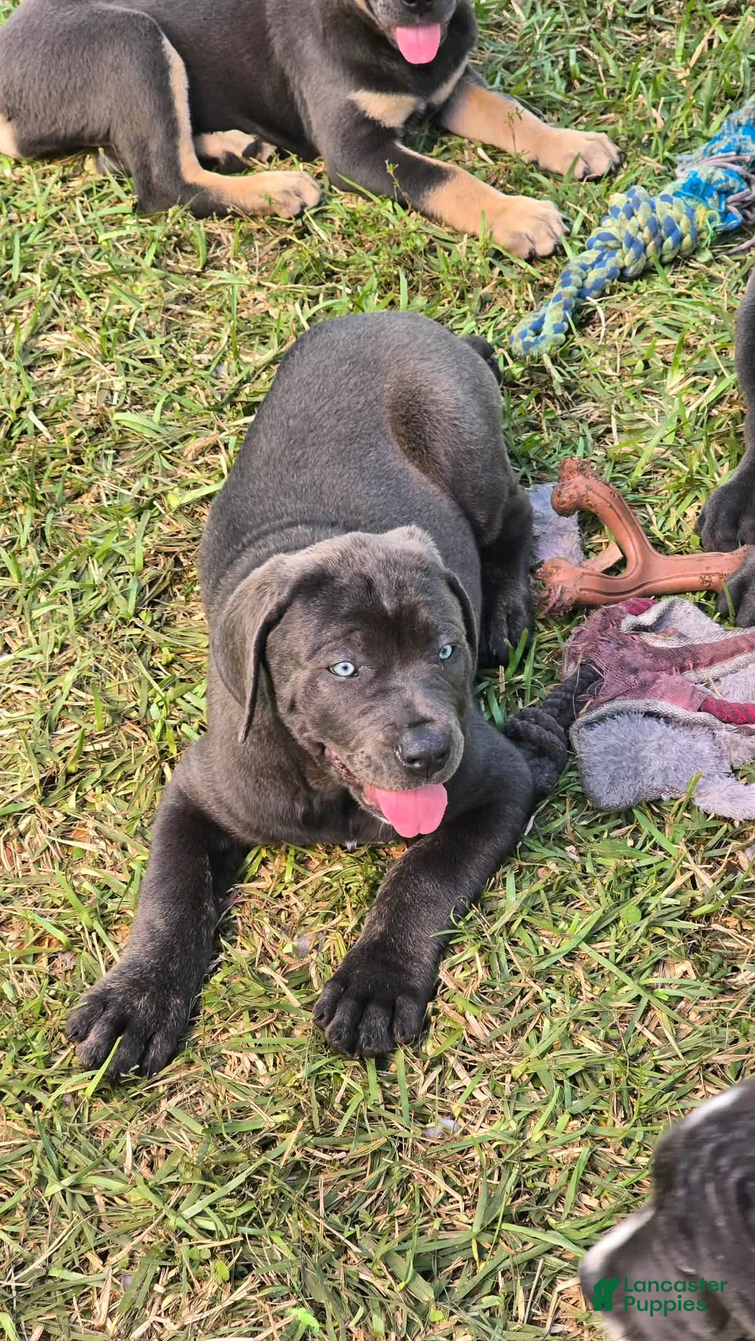 Cane Corso dogs for sale: Sophie - Ad 2