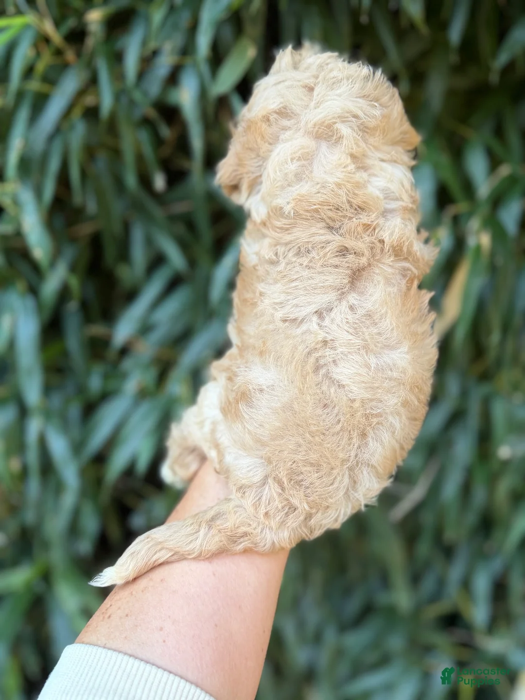 Cavachon dogs for sale: Cavachon 1 - Ad 2