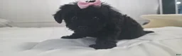 Yorkiepoo dogs for sale: Yorkiepoo 6 Pink Collar Sm - Ad 20