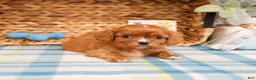 Cavalier King Charles Spaniel dogs for sale: Kingsley  - Ad 2