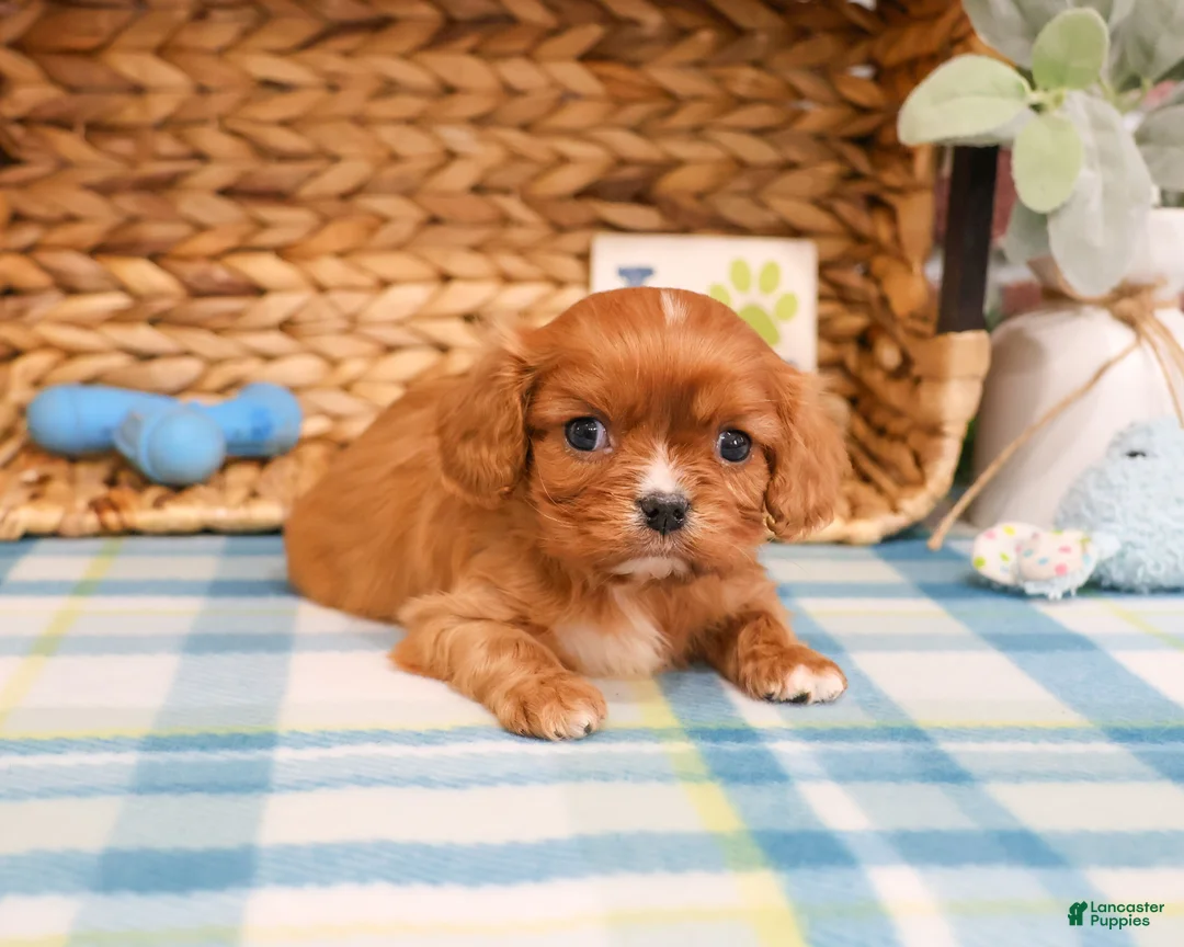 Cavalier King Charles Spaniel dogs for sale: Kingsley  - Ad 2