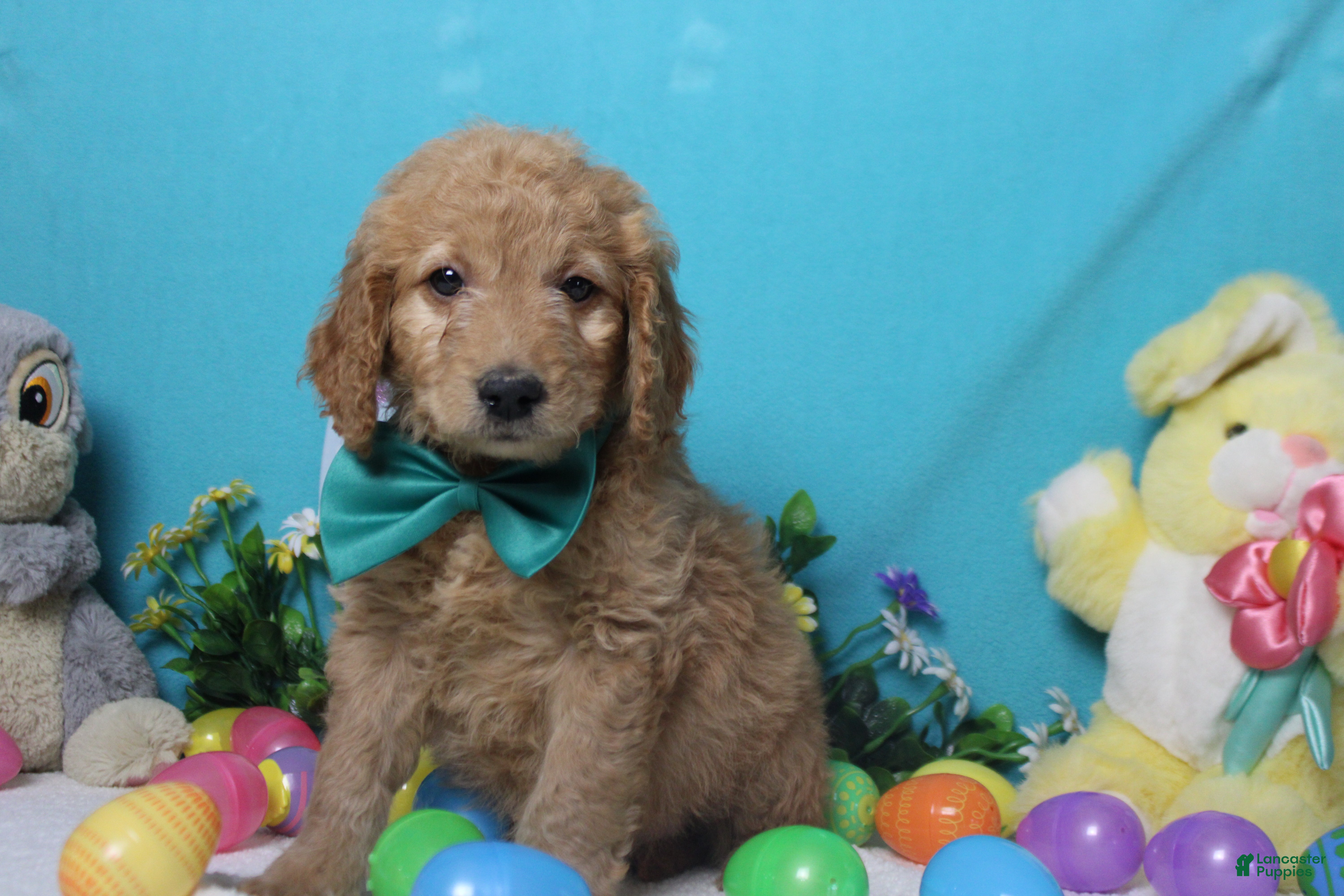 Goldendoodle dogs Dew - Ad 19