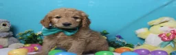 Goldendoodle dogs for sale: Dew - Ad 1