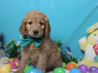 Goldendoodle dogs Dew - Ad 19