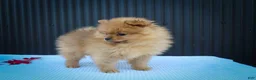 Pomeranian dogs for sale: 🐾 Meet Rosco — A Bouncy Little Ball of Fluff! 🐾 - Ad 4