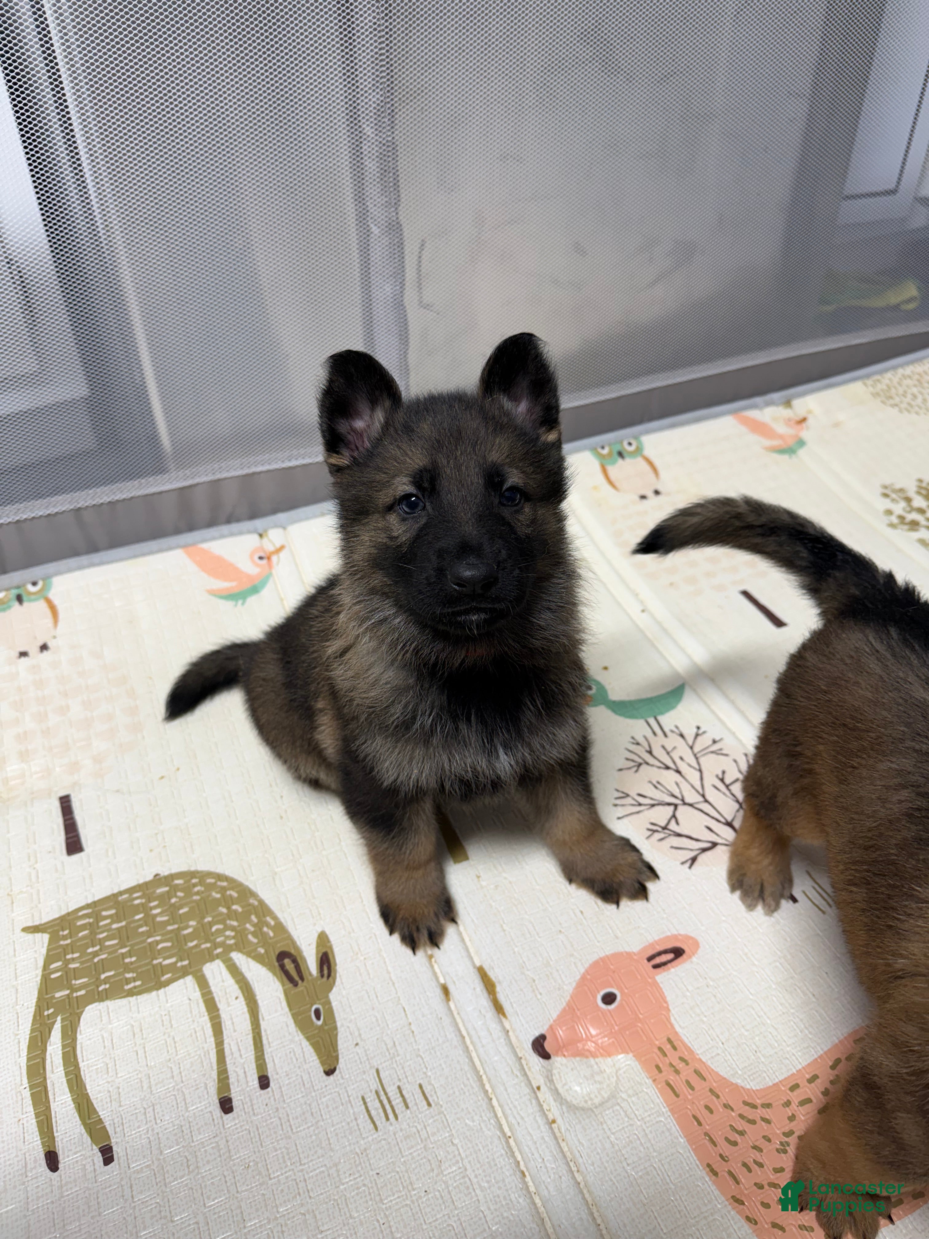 German Shepherd dogs Arcadius - Ad 13