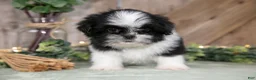 Shih Tzu dogs for sale: Beamer - Ad 3