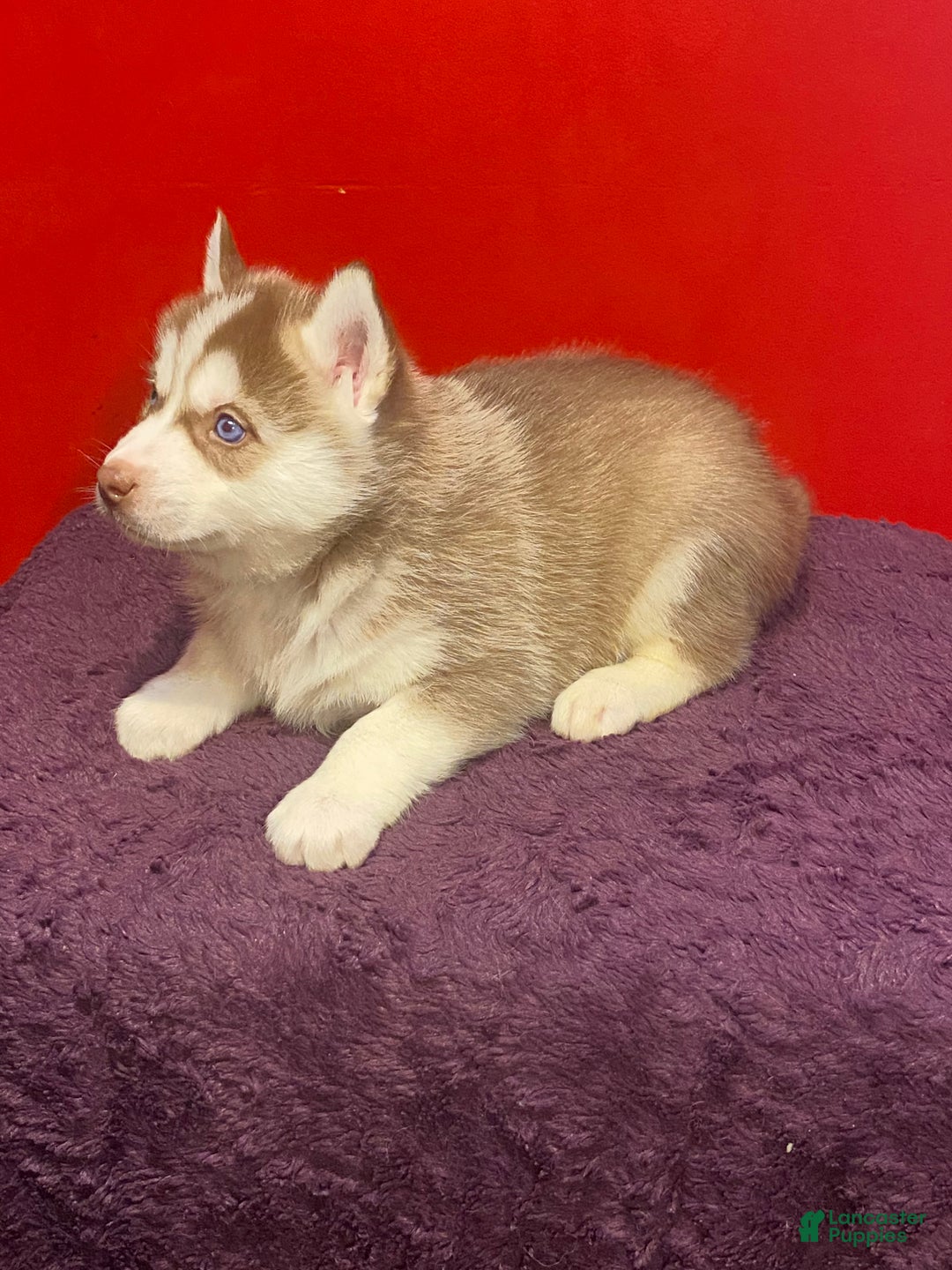 Siberian Husky dogs for sale: Oscar - Ad 5