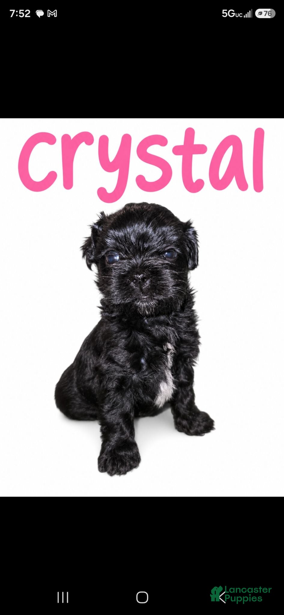 Maltipoo dogs CRYSTAL  - Ad 3
