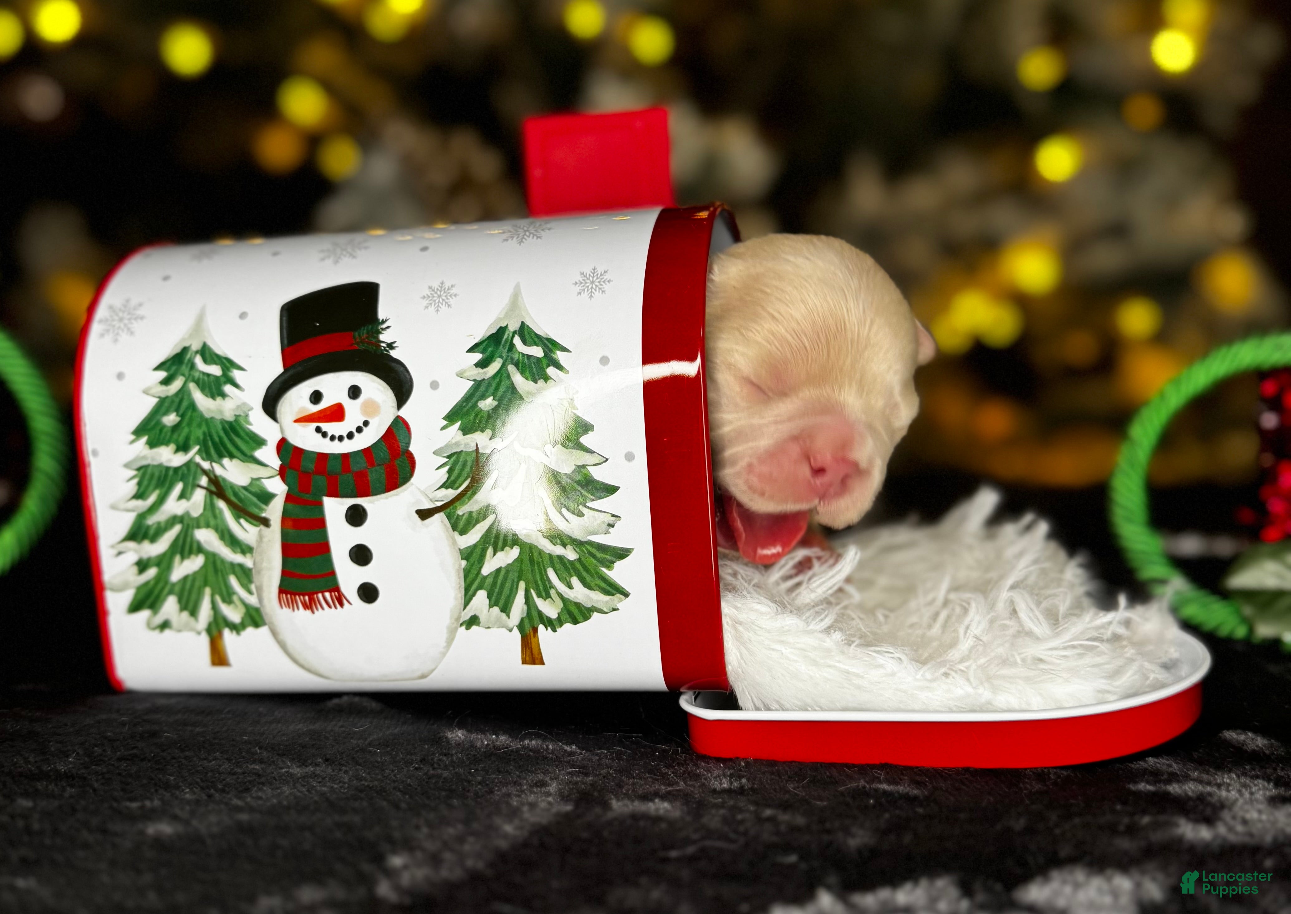 French Bulldog dogs AMOR - Ad 6