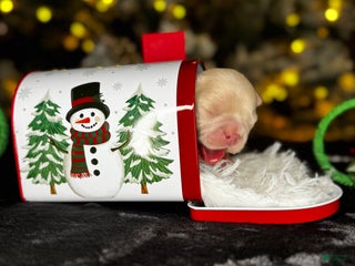 French Bulldog dogs AMOR - Ad 6