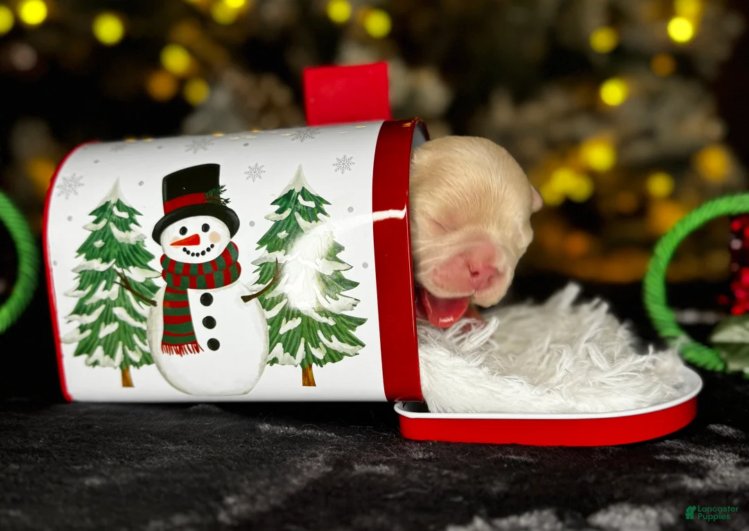 French Bulldog dogs for sale: Truffles  - Ad 9