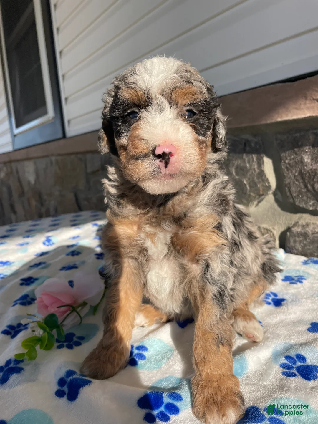 Mini Bernedoodle dogs for sale: Elvis - Ad 4