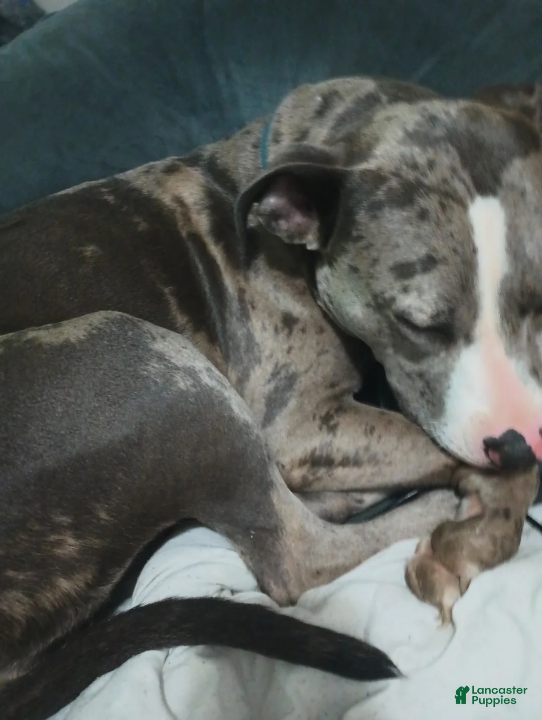 American Bully dogs for sale: Trina - Ad 2