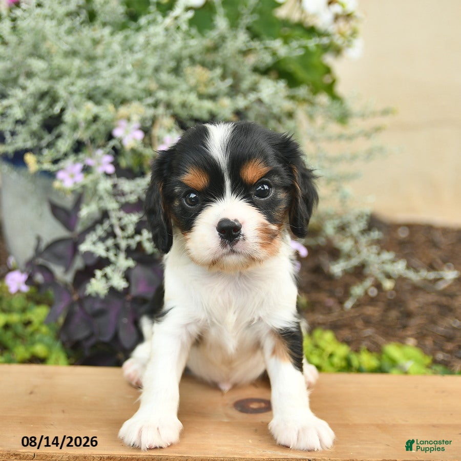 Cavalier King Charles Spaniel dogs Dreamer  - Ad 2