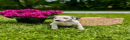 Mixed Breed dogs for sale: Ace - Ad 3