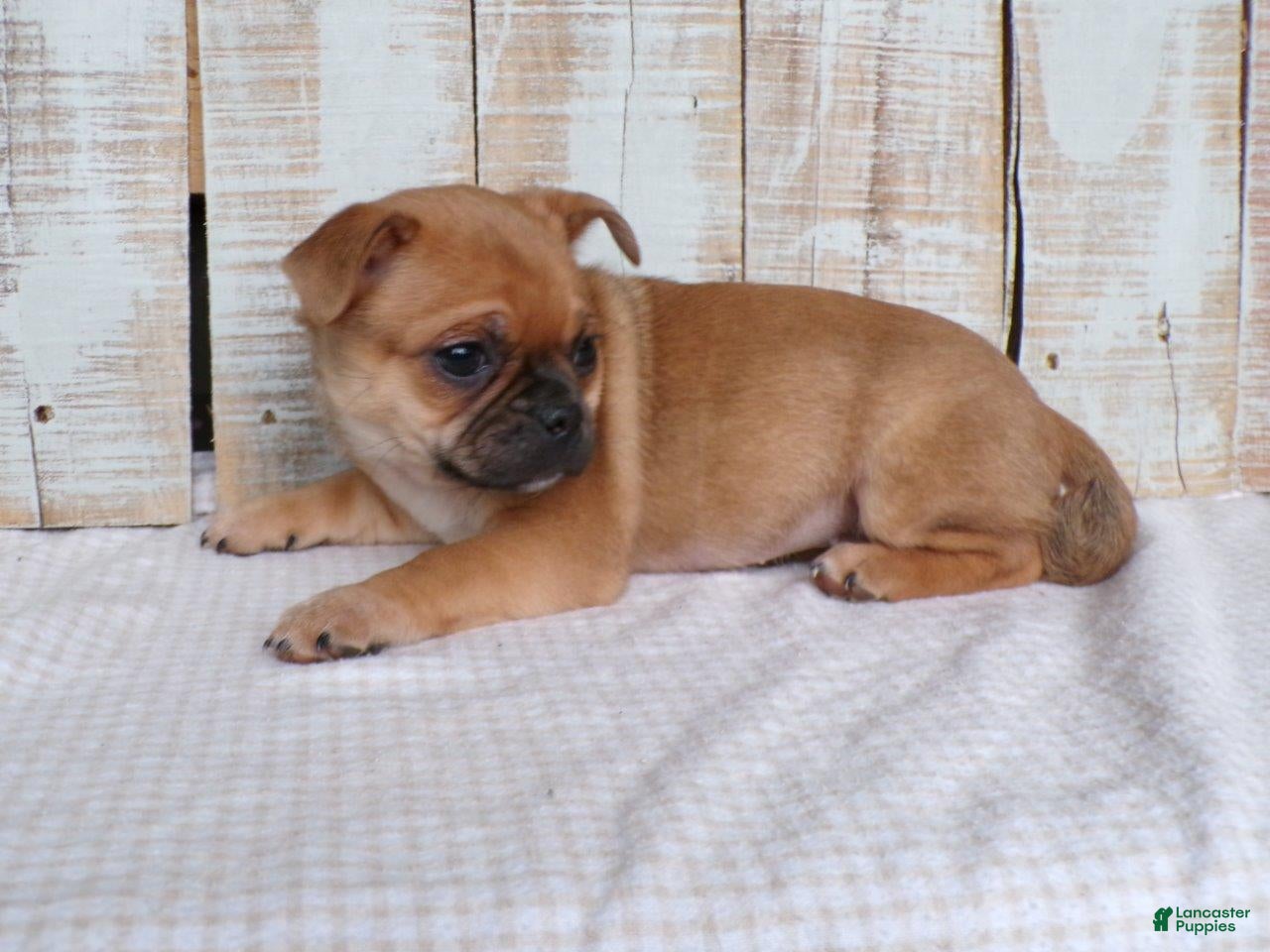 Mixed Breed dogs Daffodil - Ad 2