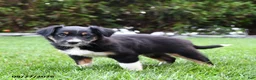 Australian Shepherd dogs for sale: Banjo - Ad 2