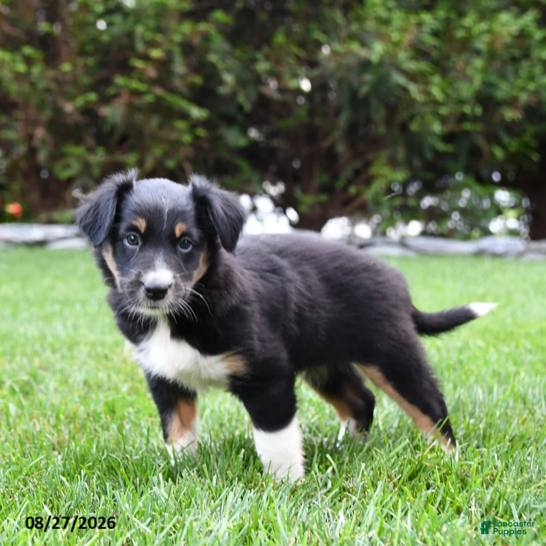 Australian Shepherd dogs for sale: Banjo - Ad 2