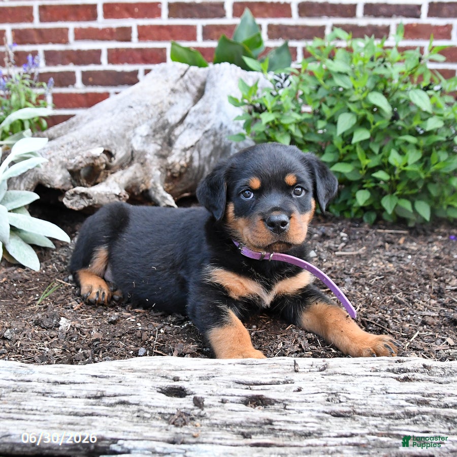 Rottweiler dogs Birdie - Ad 1