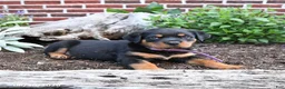 Rottweiler dogs for sale: Birdie - Ad 1