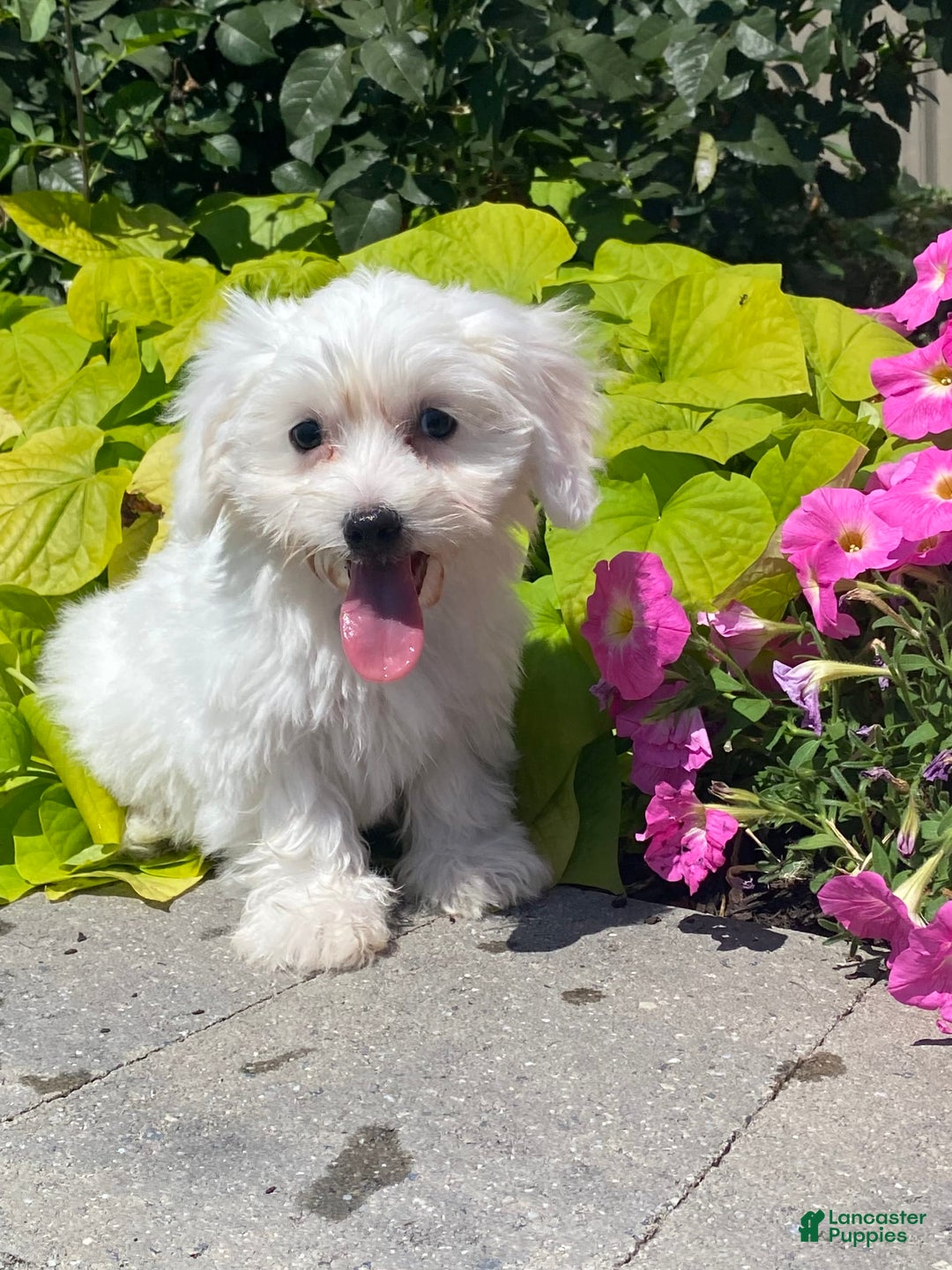 Coton De Tulear dogs for sale: Candy - Ad 7