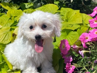 Coton De Tulear dogs - Ad 5
