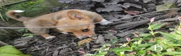 Welsh Corgi Pembroke dogs for sale: Black collar  - Ad 3