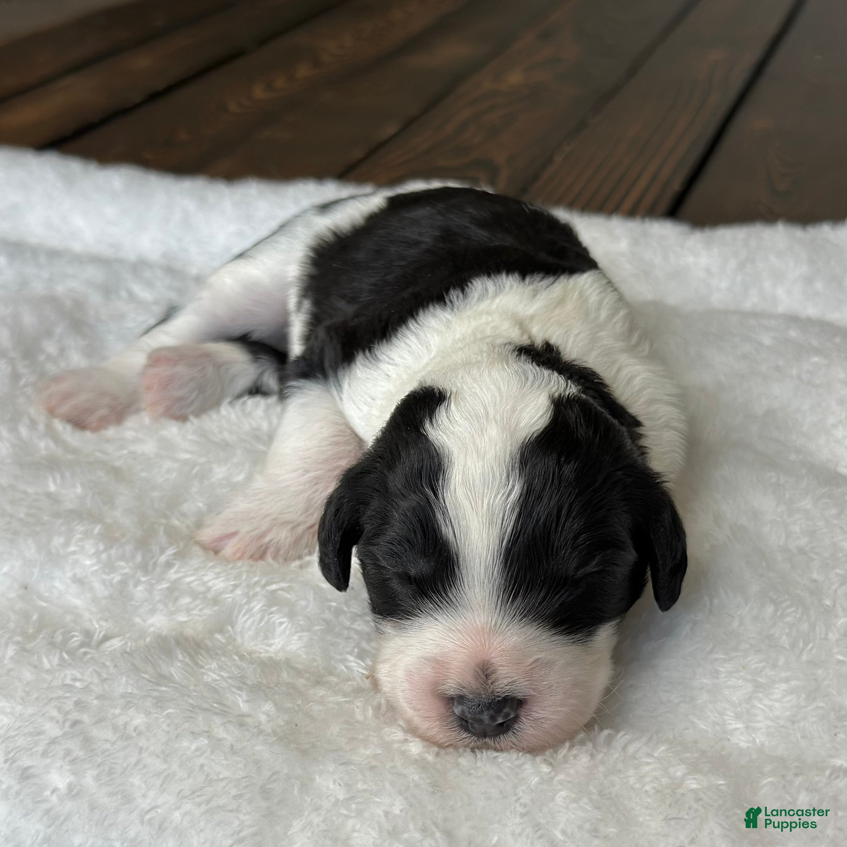 Sheepadoodle dogs Black & White Female 2 - Ad 2